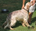Setter Anglais ROVAL NEDWED Setter Anglais ROVAL NEDWED